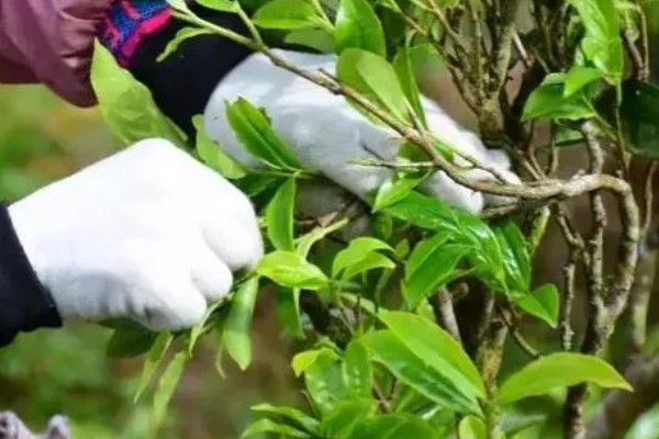 茶树越冬病虫害的防治方法,可人工防治