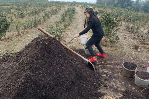 茶树越冬病虫害的防治方法,可人工防治