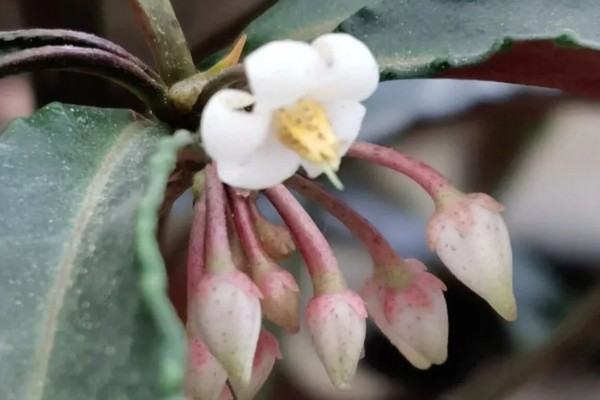 富贵子在几月开花，在6月份开花