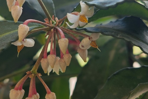 富贵子在几月开花，在6月份开花
