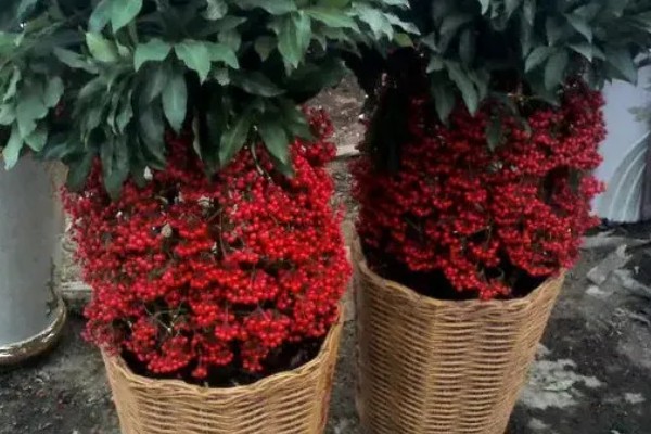 富贵子在几月开花，在6月份开花