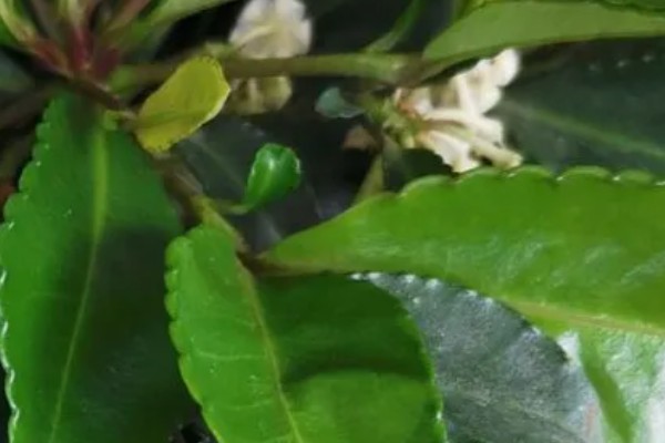 富贵子在几月开花，在6月份开花