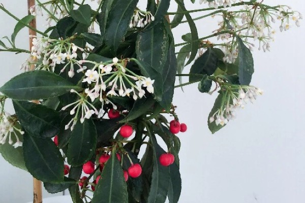 富贵子在几月开花，在6月份开花