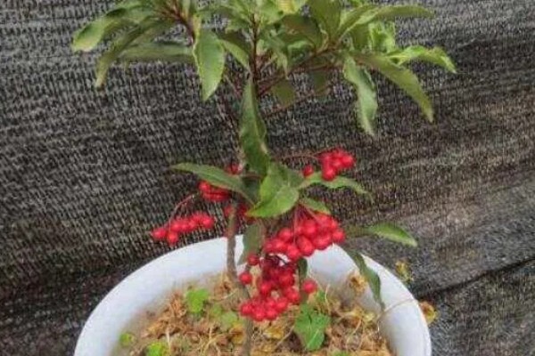 富贵子在几月开花，在6月份开花