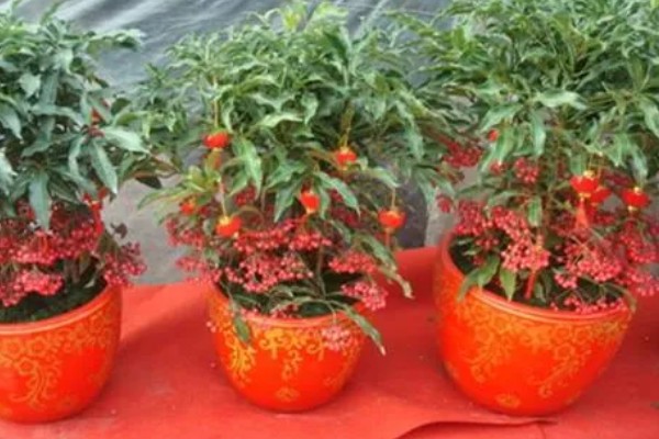 富贵子在几月开花，在6月份开花