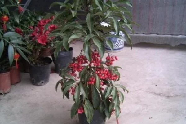 富贵子在几月开花，在6月份开花