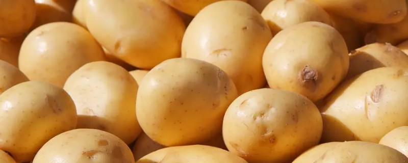 土豆的栽培方法，在每年的春季3月进行栽培