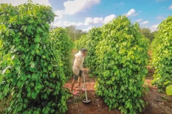 胡椒的种植方法，定植后每株追肥30斤