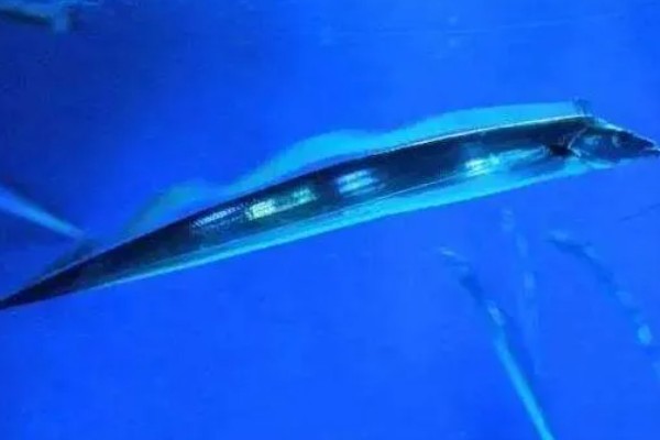 带鱼是什么鱼，又叫做牙带鱼