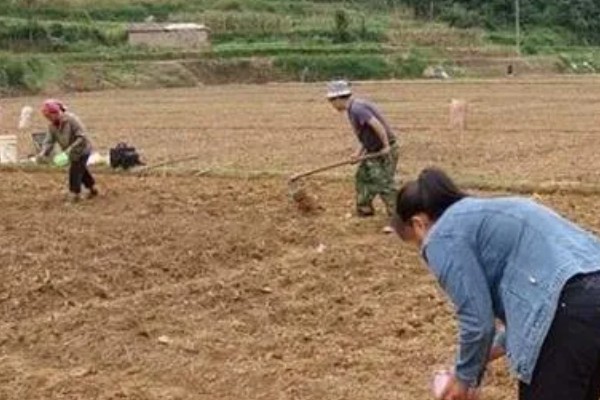 胡椒的种植方法，定植后每株追肥30斤