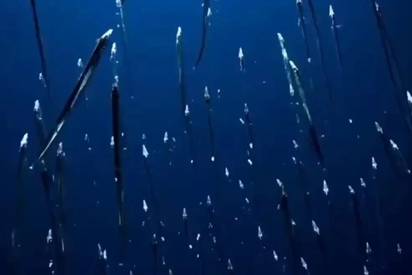 带鱼是什么鱼，又叫做牙带鱼