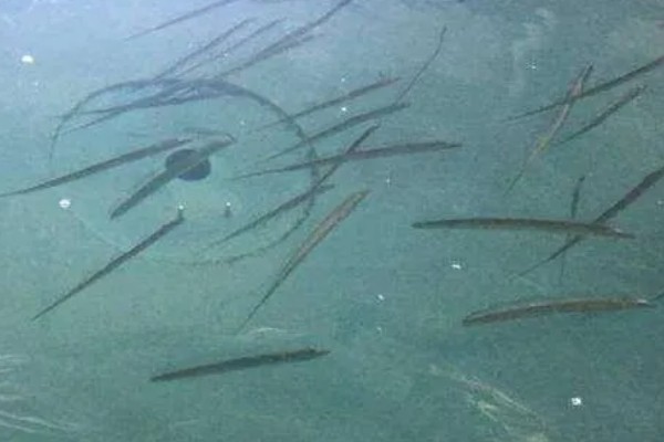 带鱼是什么鱼，又叫做牙带鱼