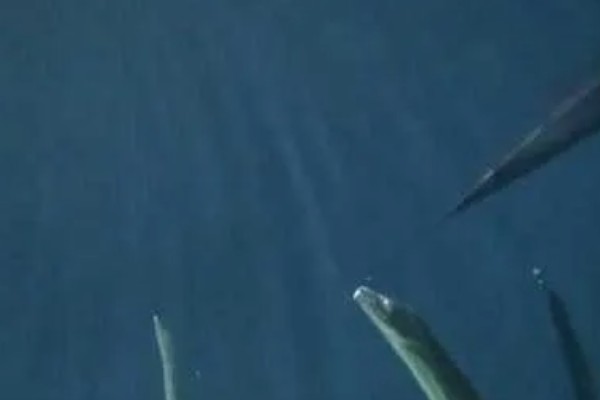 带鱼是什么鱼，又叫做牙带鱼