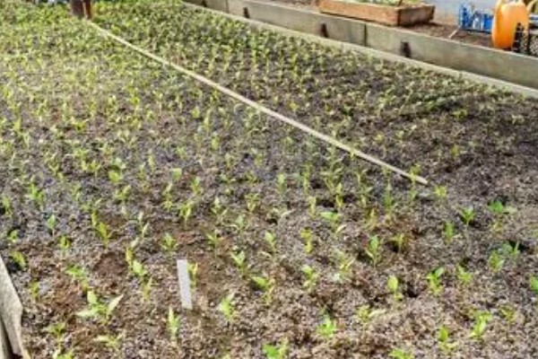 胡椒的种植方法，定植后每株追肥30斤