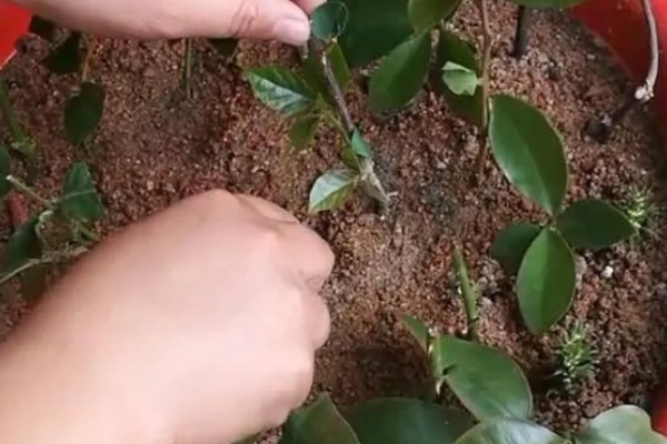 胡椒的种植方法，定植后每株追肥30斤