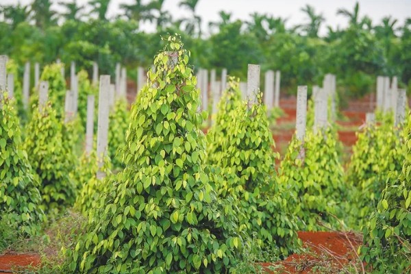 胡椒的种植方法，定植后每株追肥30斤
