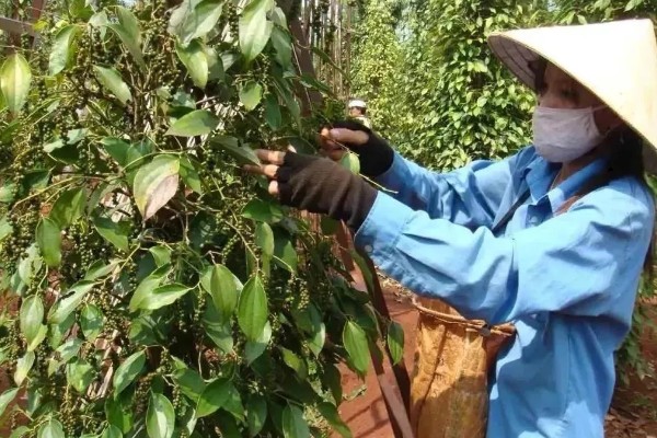 胡椒的种植方法，定植后每株追肥30斤
