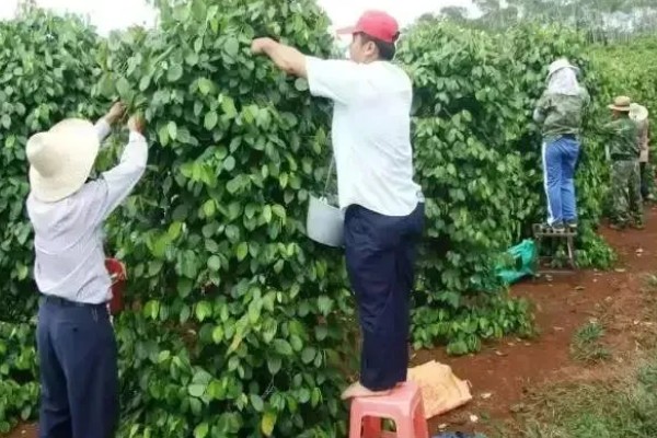胡椒的种植方法，定植后每株追肥30斤