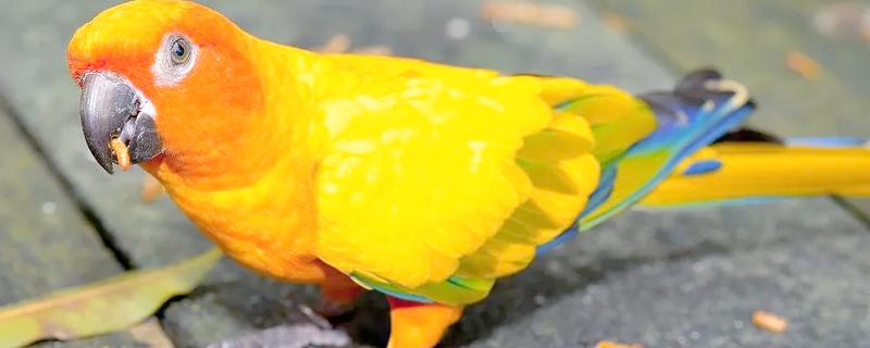 鹦鹉能不能吃石榴籽，可以饲喂但不能过量