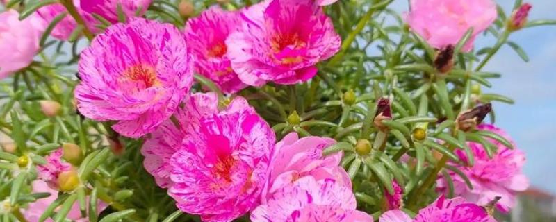 太阳花开花后要不要把头剪掉，需要打顶