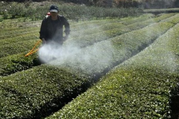 茶树越冬病虫害的防治方法,可人工防治