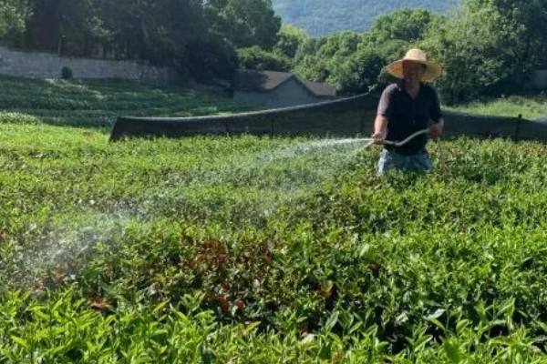 茶树越冬病虫害的防治方法,可人工防治