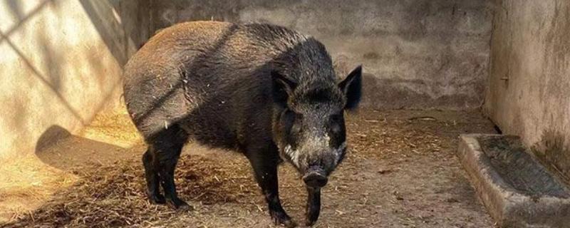 特种野猪一年能长到多少斤，人工饲养能达到100公斤左右