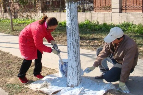 树干经常被刷成白色的原因，具有消毒杀菌、保暖等效果