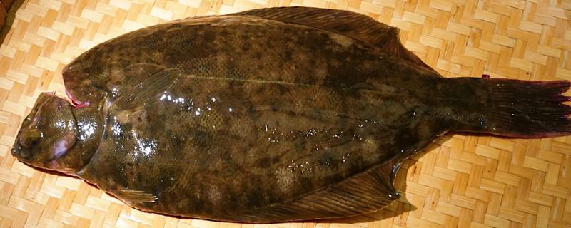 鲽鱼和鸦片鱼有什么区别，前者身体呈圆盘形、后者身体呈侧扁状