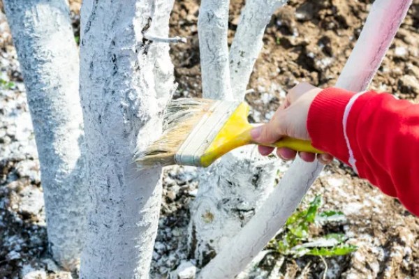 树干经常被刷成白色的原因，具有消毒杀菌、保暖等效果
