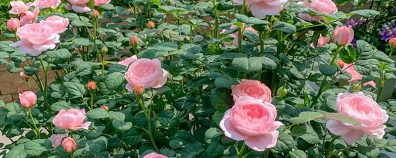 月季怎么施肥，春秋季节每个月追施一次