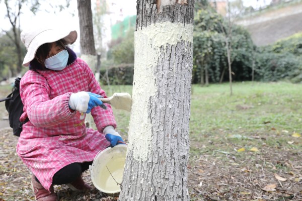 树干经常被刷成白色的原因，具有消毒杀菌、保暖等效果