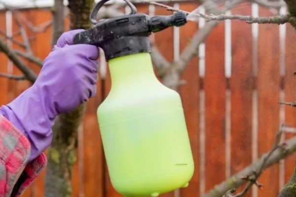 树干经常被刷成白色的原因，具有消毒杀菌、保暖等效果