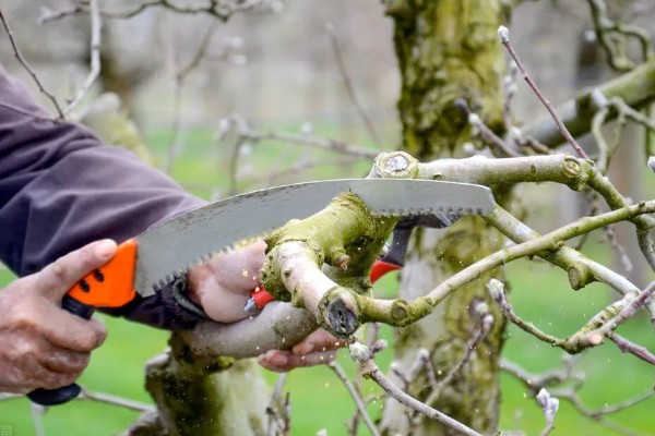 树干经常被刷成白色的原因，具有消毒杀菌、保暖等效果