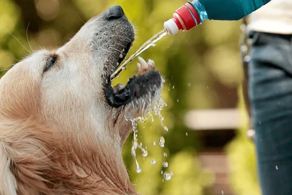 狗狗吃骨头拉不出来如何处理，可以先给它停止喂食