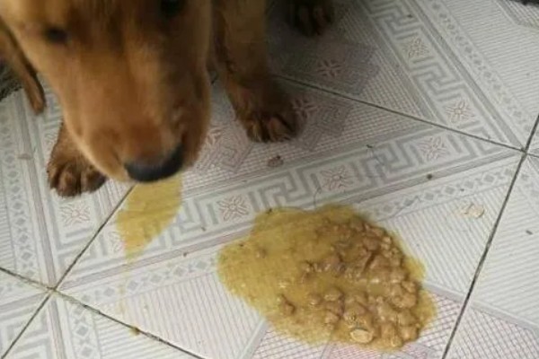 狗狗吃骨头拉不出来如何处理，可以先给它停止喂食