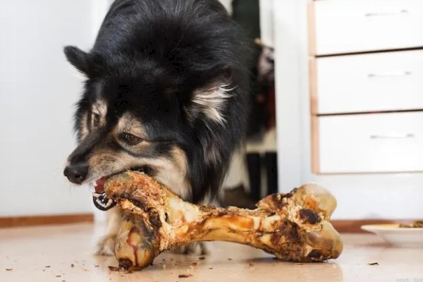 狗狗吃骨头拉不出来如何处理，可以先给它停止喂食