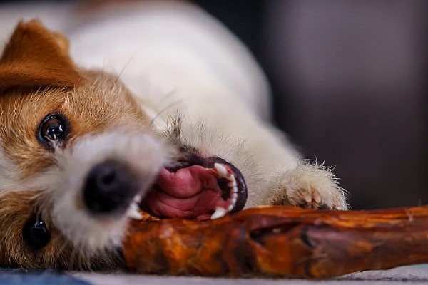 狗狗吃骨头拉不出来如何处理，可以先给它停止喂食