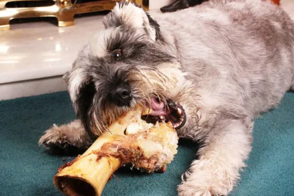 狗狗吃骨头拉不出来如何处理，可以先给它停止喂食