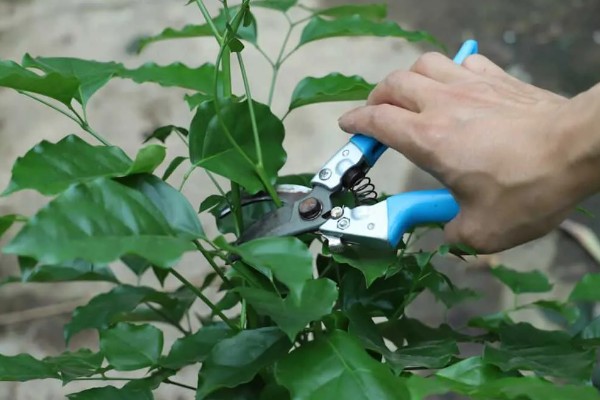 幸福树掉叶子怎么挽救，要调整生长环境的温度