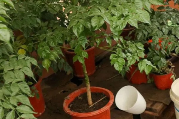 幸福树掉叶子怎么挽救，要调整生长环境的温度