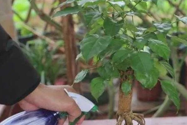 幸福树掉叶子怎么挽救，要调整生长环境的温度