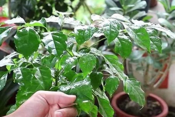 幸福树掉叶子怎么挽救，要调整生长环境的温度