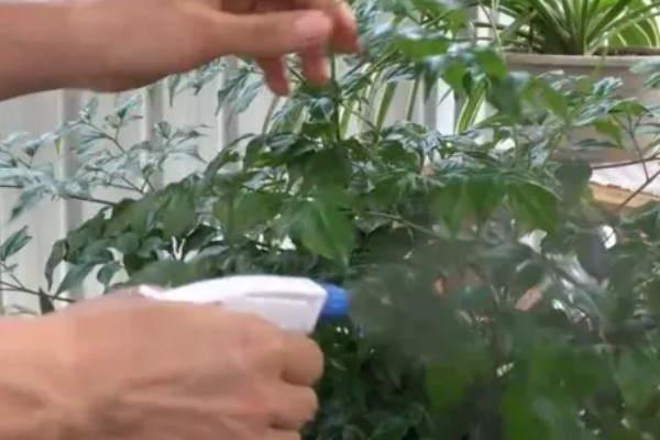 幸福树掉叶子怎么挽救，要调整生长环境的温度