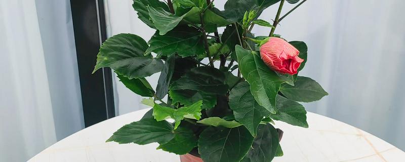 木槿花花骨朵发黄的原因，可能是光照不足所致