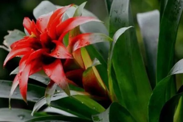 鸿运当头的养殖方法，喜湿润的环境