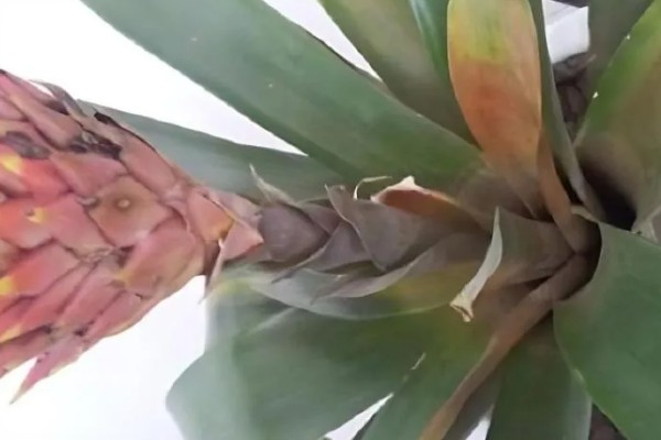 鸿运当头的养殖方法，喜湿润的环境