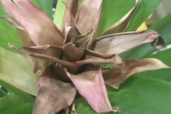 鸿运当头的养殖方法，喜湿润的环境