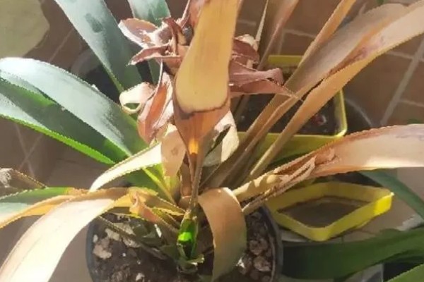 鸿运当头的养殖方法，喜湿润的环境