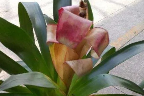 鸿运当头的养殖方法，喜湿润的环境